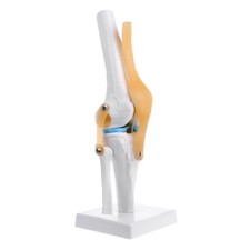 Human Anatomical Knee Joint