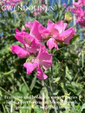 Gwendoline Sweet Pea Flower 40 seeds 2024 highly scented long stems