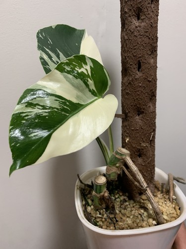 Monstera deliciosa mint - monstera,