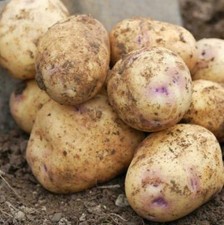 Seed Potato Picasso Seed