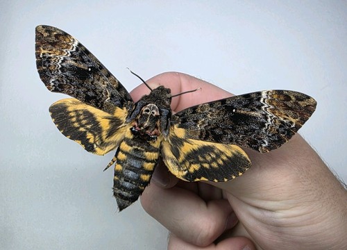 Acherontia lachesis set - acherontia, a1-