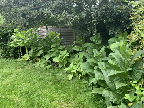 Tobacco plant seeds 500 - plant, 🌱