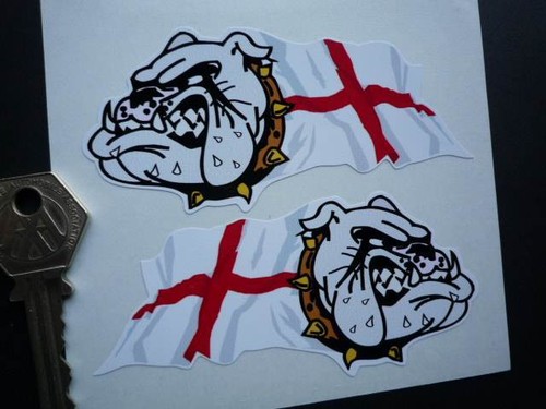 English bulldog georges - english, st