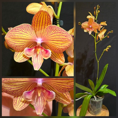 Phalaenopsis reyoung sisha - phalaenopsis, "reyoung