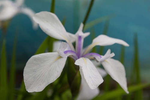 Iris laevigata snowdrift - laevigata, 'snowdrift'