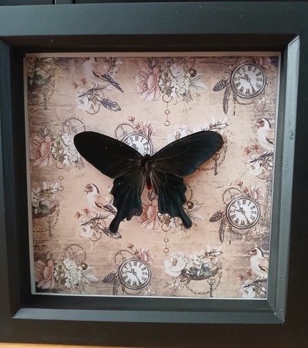 Pachliopta kotzebeau framed - pachliopta,