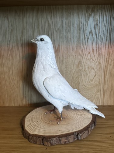 White tinted taxidermy - tinted,