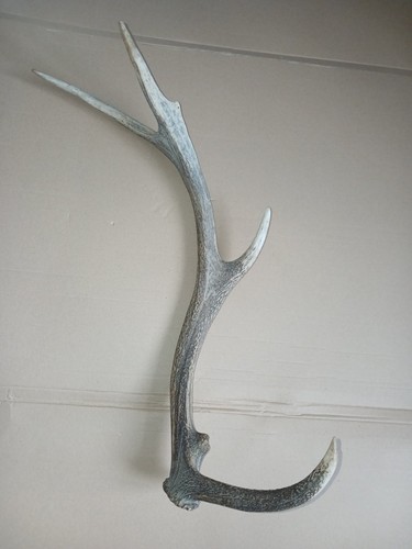 Large red deer - red,