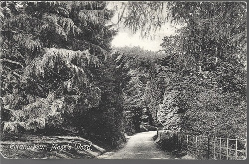 Scarce old postcard moss - old,