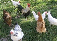 12 x Mixed Breed (tested )