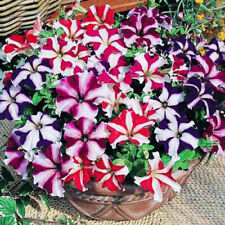 150х PETUNIA Hybrida  Mixed F1 Seeds