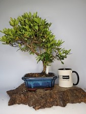  Japanese Azalea (Rhododendron) Shohin Flowering Bonsai Tree Bonsai Pot