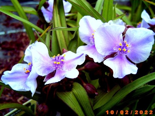 Tradescantia bilberry - tradescantia, ‘bilberry