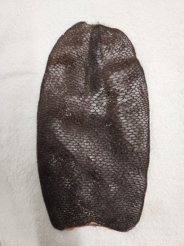 Beaver tails - beaver,