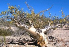 Elephant Tree, Pachycormus