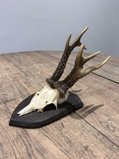 Taxidermy Abnormal Deformed