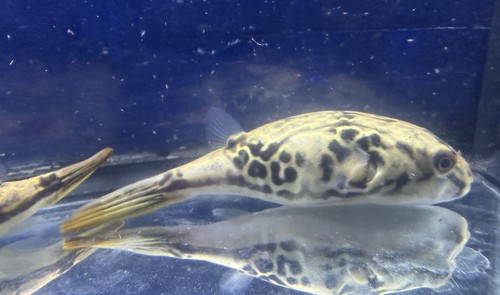 Live tropical fish mbu puffer - fish~,