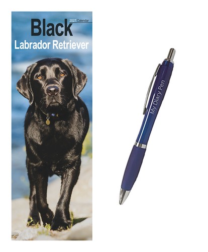 Labrador retriever black - retriever, slim
