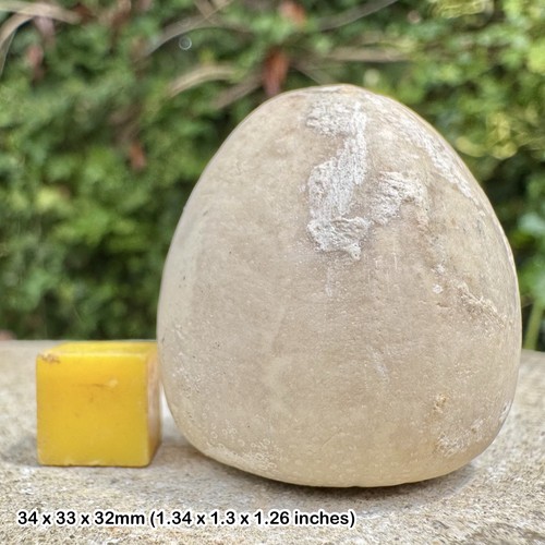 Fossil chalk echinoid conulus - chalk,