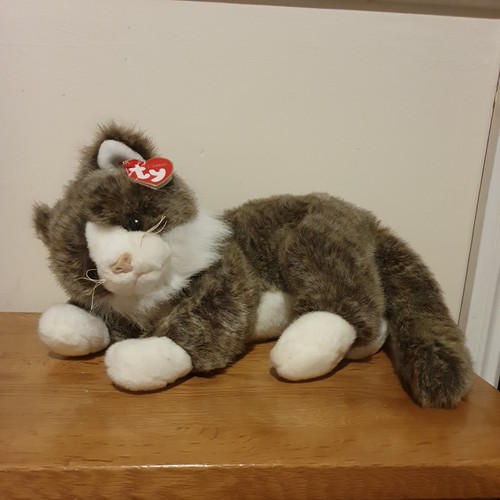 Classic malley cat with - cat,