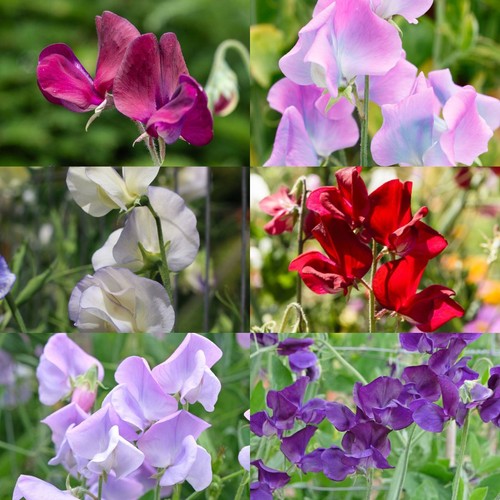 Sweet pea florist mix 50 - -,