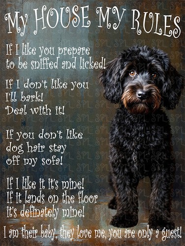 Cockapoo black house - house, my