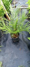 Date Palm in 1 gallon pot