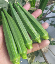 Okra Seeds High Yielding