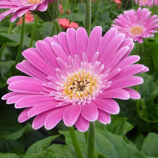 Gerbera Garvinea 'Sweet