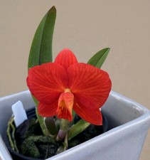 Mini Cattleya Chief Gem J x