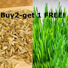 Organic Cat Oat Grass Seeds