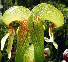 Cobra Lily - Darlingtonia California - Carnivorous Plant - Seeds