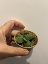 Crassula Rogersii Velvet Leaf Succulent ROOTED Cutting House Plant Bare Root