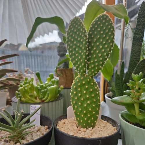 Beautiful bunny ear cacti - cacti,