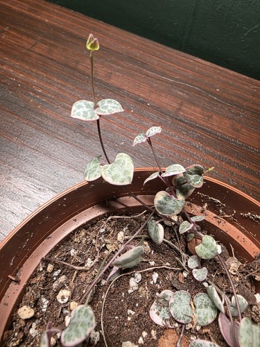 Ceropegia woodii string - ceropegia, of
