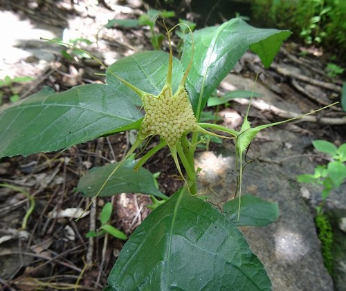 Dorstenia cuspidata 5 - dorstenia,