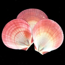 3x harvest moon pink scallops