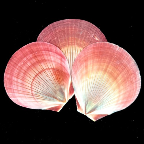 Harvest moon pink scallops - 3x,