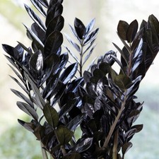 T&M Zamioculcas Evergreen House Plant Indoor Fern 'Raven' 1 x 14cm or 17cm Pot