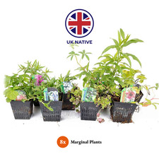 Native Marginal Pond Plants