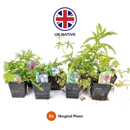 Native marginal pond plants - pond,