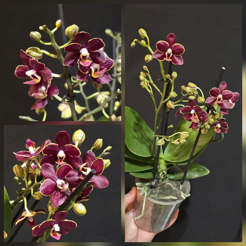 Phalaenopsis chocolate 3 - phalaenopsis, "chocolate".