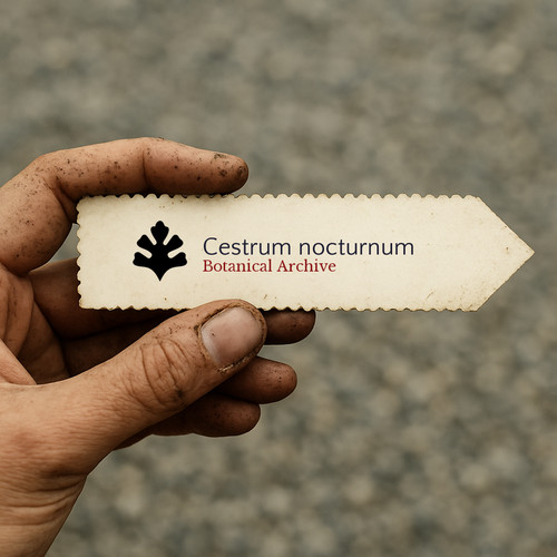 Cestrum nocturnum seeds - cestrum,