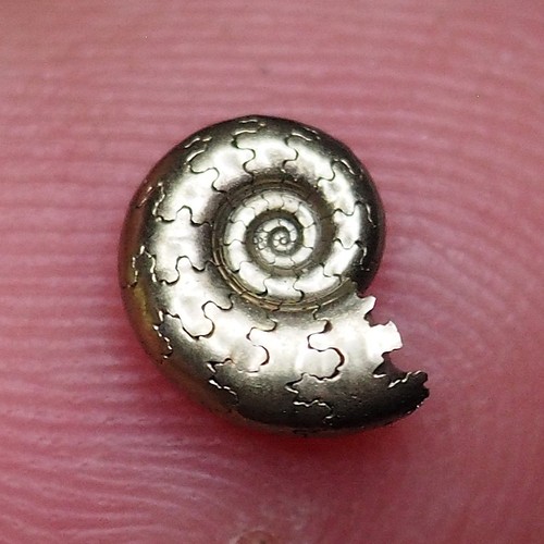 Ammonite pyrite miniature mm - 7,