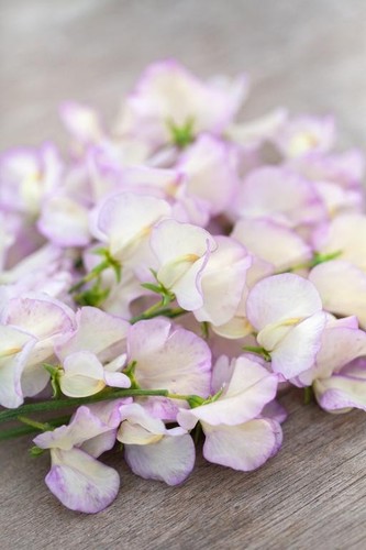 Sweet pea high scent - sweet, scent'