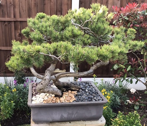 Bonsai tree large twin - tree,