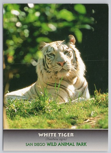 Postcard white tiger san diego - postcard,