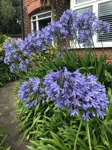 Agapanthus blue african - agapanthus,