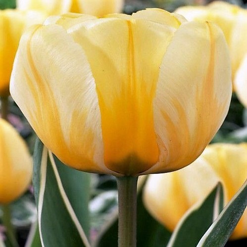 Darwin tulip jaap groot flower - tulip,