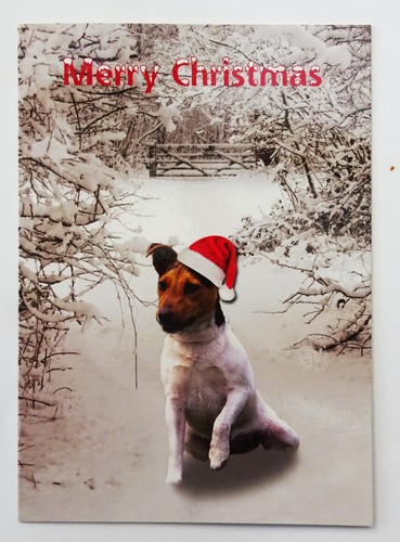 Jack russell christmas cards - jack,